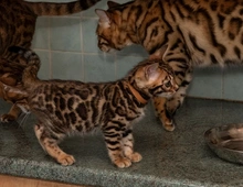 Wunderschöne Bengal Katzenbabys