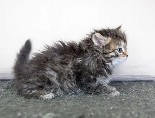 Maine Coon Kätzchen .