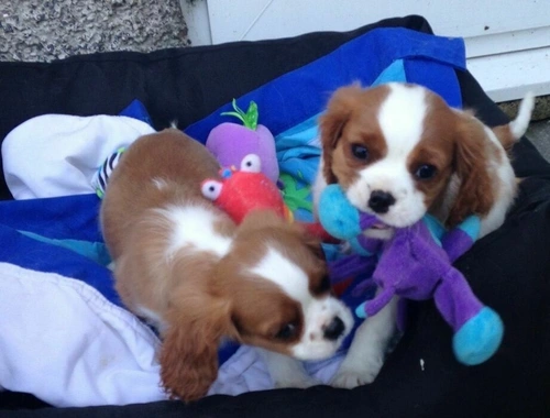 Cavalier King Charles Spaniel welpen suchen neues Zuhause .