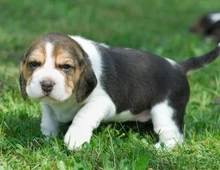 Beagle Welpen