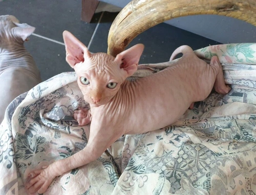 Sphynx-Kätzchen jetzt erhältlich .