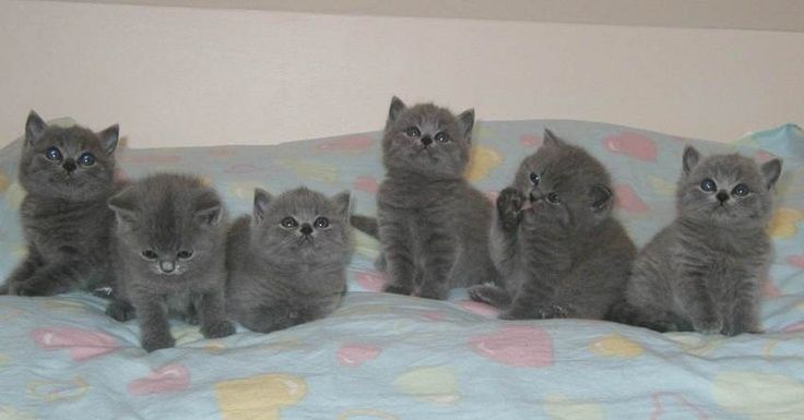 Britisch Kurzhaar Kätzchen jetzt bereit Britisch Kurzhaar Kätzchen jetzt bereit