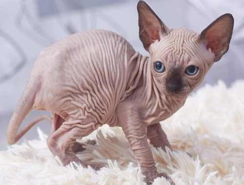 Sphynx Kätzchen