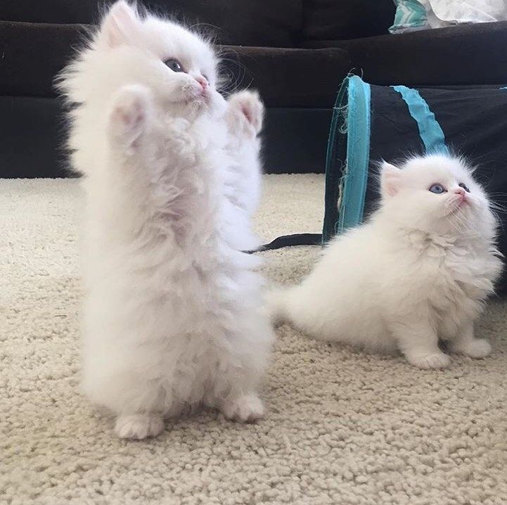 Perserkätzchen jetzt verfügbar.