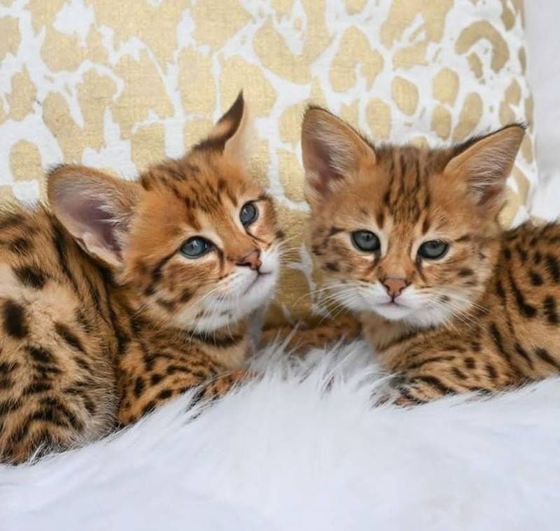 Savannah-Kätzchen zu verkaufen.