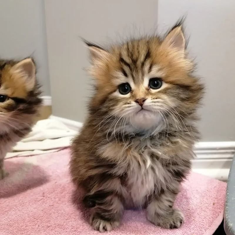Sibirische Kätzchen zu verkaufen.