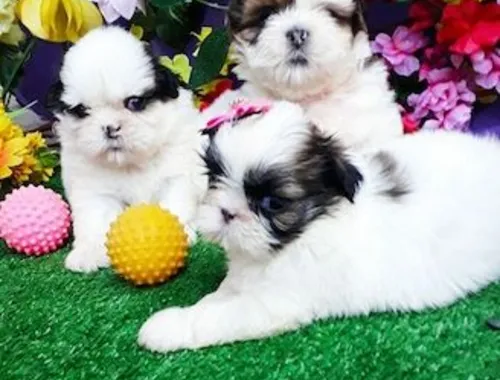 männliche und weibliche Shih Tzu-Welpen,