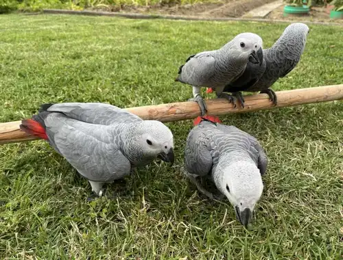 Papageien und ihre befruchteten Eier aller Arten zu verkaufen