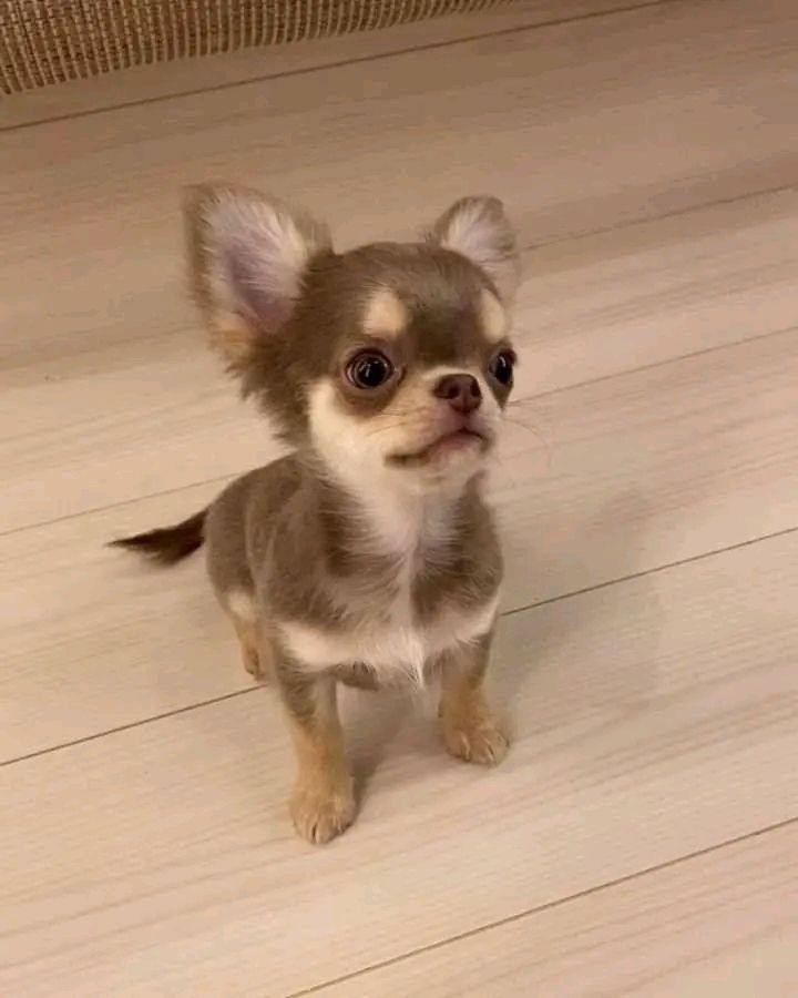 Entzückende Chihuahua-Welpen