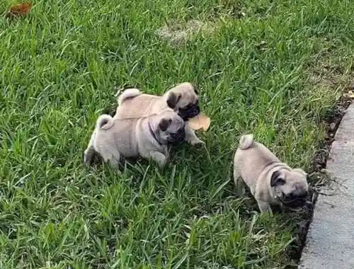 männliche und weibliche Mops-Welpen