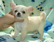 süße MINI chihuahua welpen mit Papieren ,