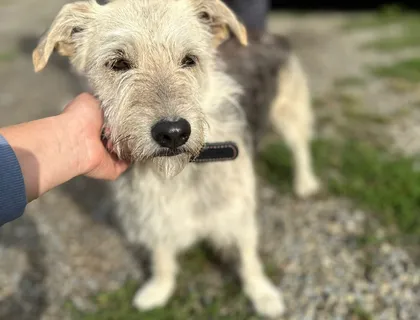 Menschenbezogene Terrier Hündin sucht dringend ein neues Zuhause