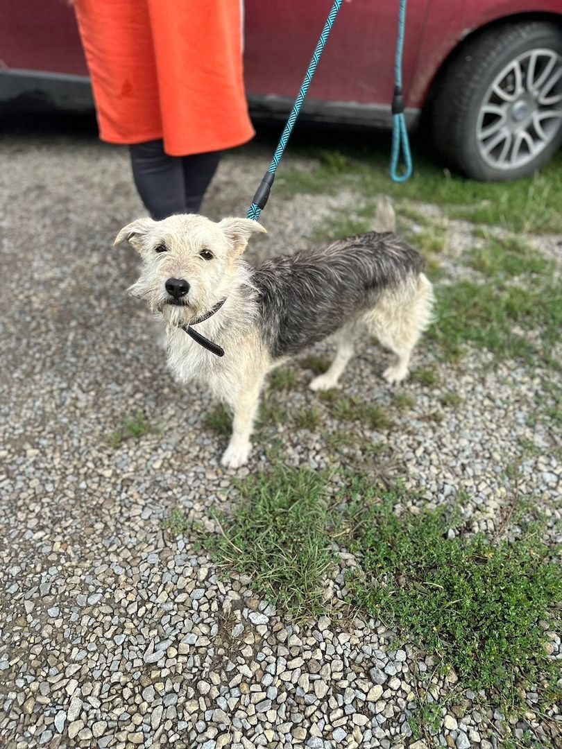 Menschenbezogene Terrier Hündin sucht dringend ein neues Zuhause Menschenbezogene Terrier Hündin sucht dringend ein neues Zuhause