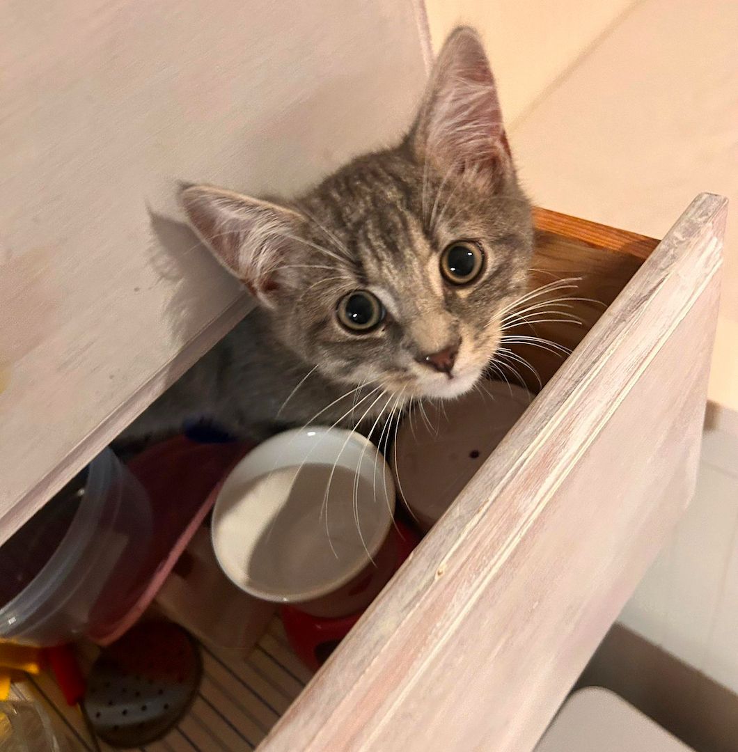 liebevolles BKH sucht ein neues Zuhause