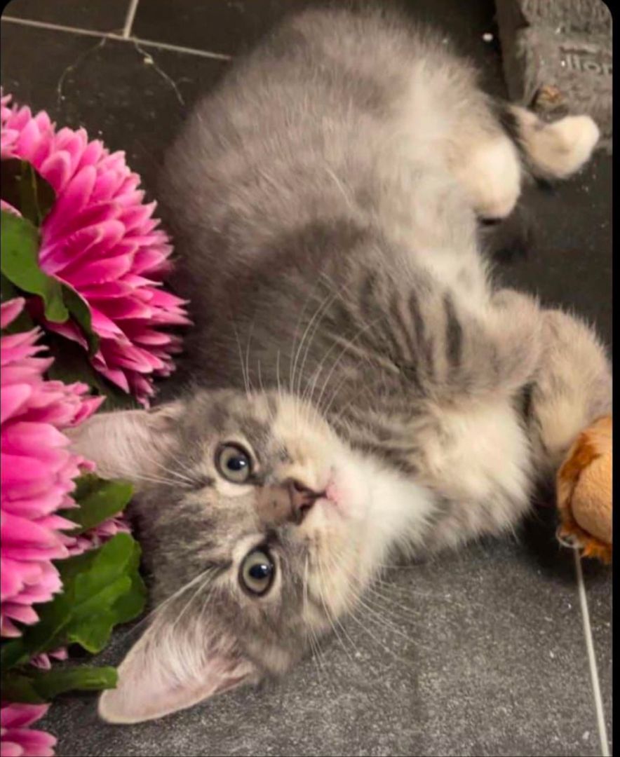 liebevolles BKH sucht ein neues Zuhause