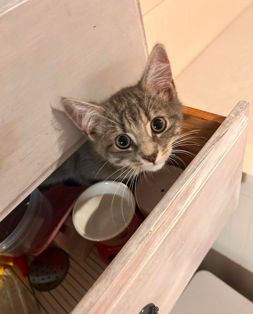 liebevolles BKH sucht ein neues Zuhause