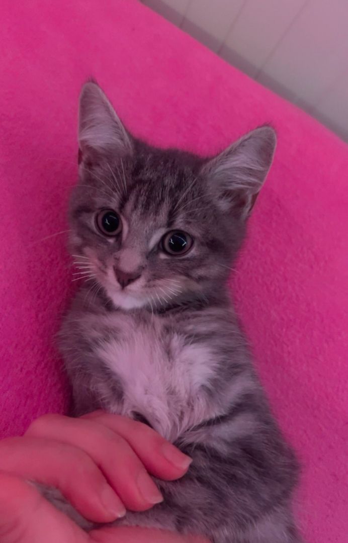 liebevolles BKH sucht ein neues Zuhause