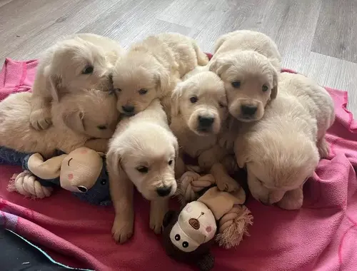 Kräftige Golden Retriever Welpen abzugeben