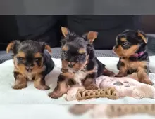 Yorkshire Terrier Mini Black Tan Welpen