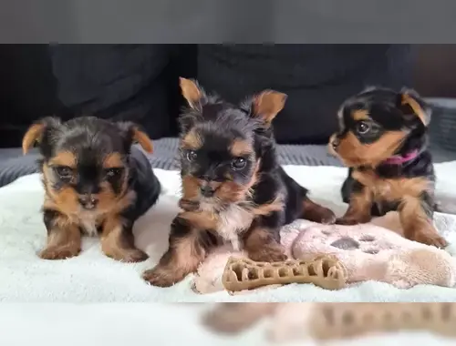 Yorkshire Terrier Mini Black Tan Welpen