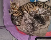 Bengal Katzenbabys such neues Zuhause