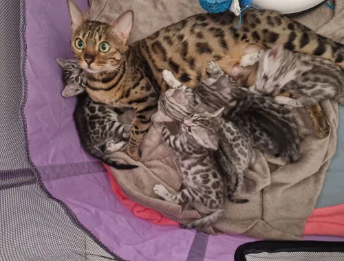 Bengal Katzenbabys such neues Zuhause