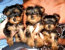 Bildschöne kleine feine Yorkshire Terrier Babys