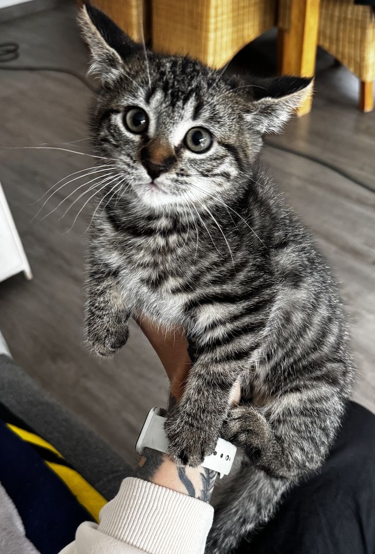 Zwei jungkatzen abzugeben