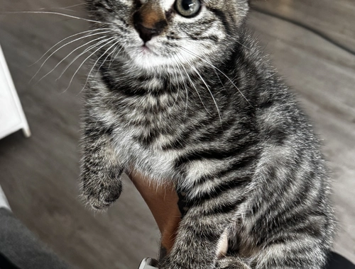 Zwei jungkatzen abzugeben