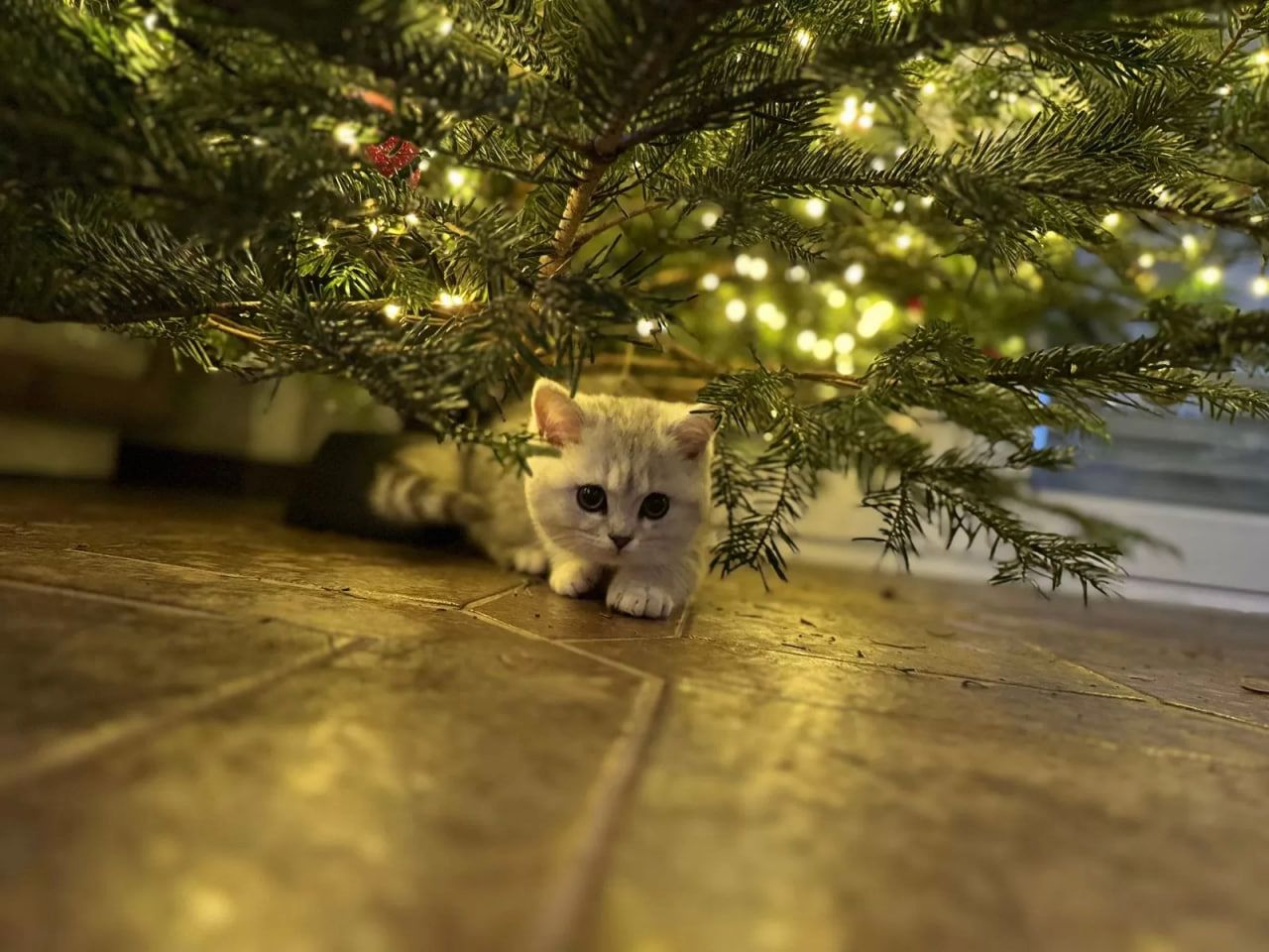 Kätzchen Sally Weiß (BKH)