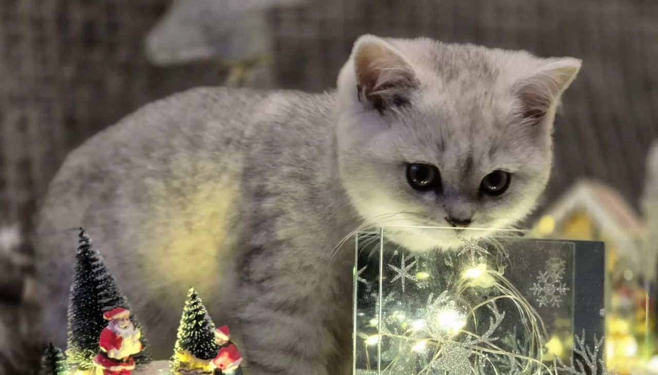 Kätzchen Sally Weiß (BKH)