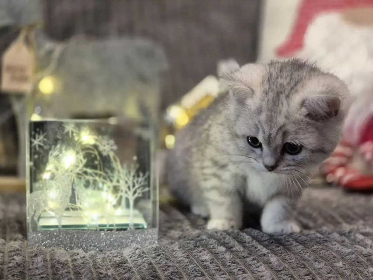 Kätzchen Sally Weiß (BKH)