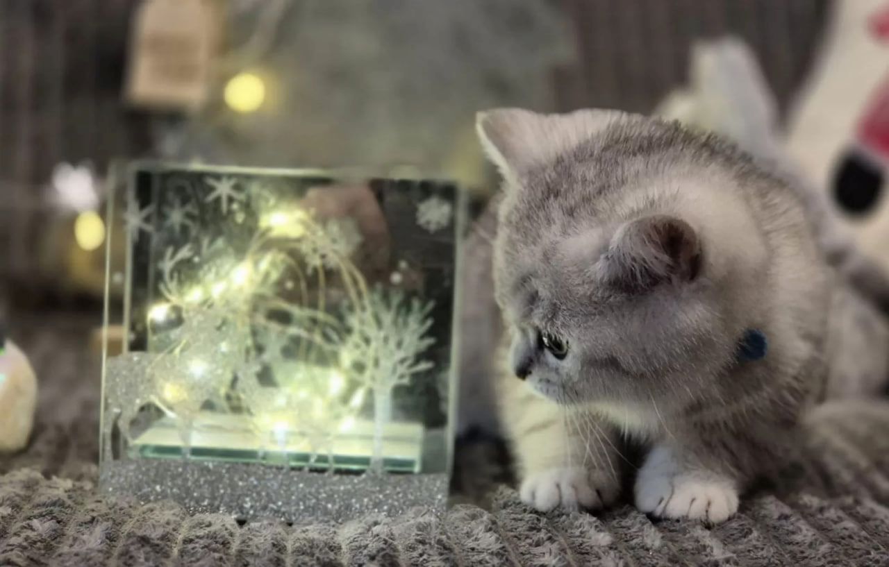 Kätzchen Sally Weiß (BKH)