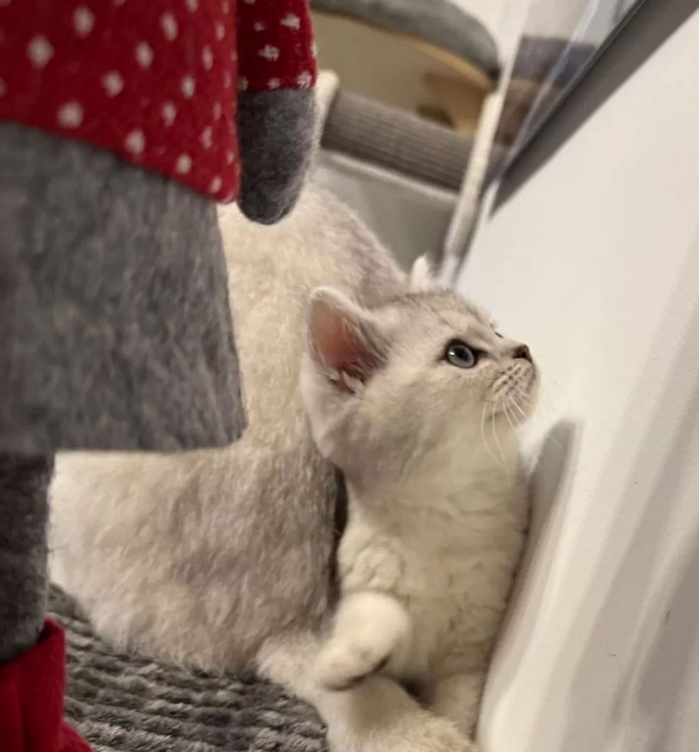 Kätzchen Sally Weiß (BKH)