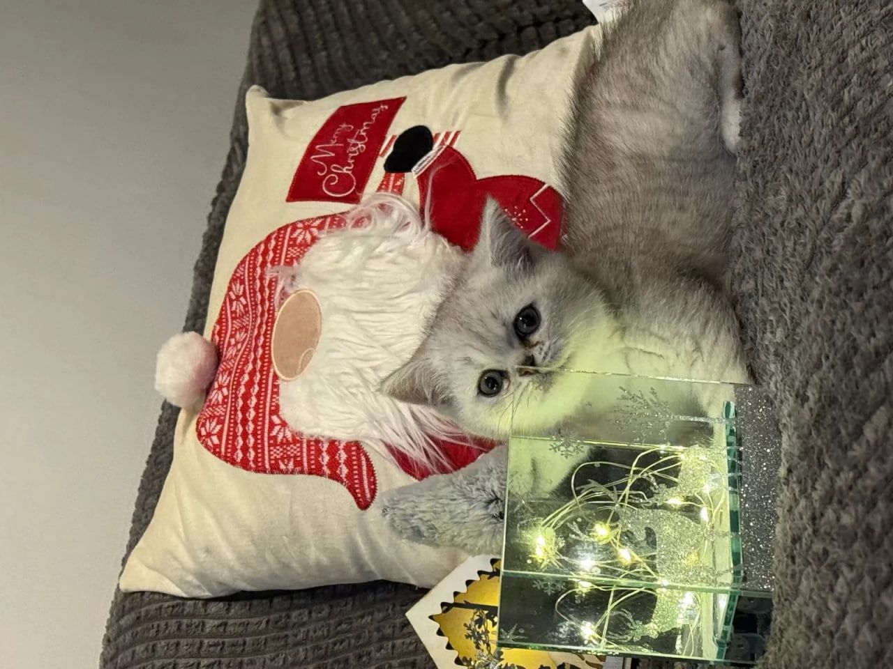 Kätzchen Sally Weiß (BKH)