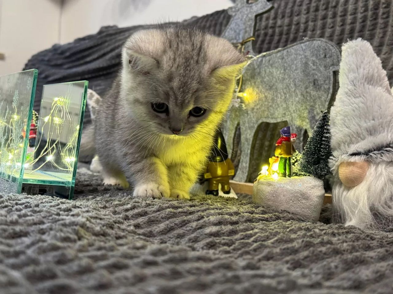 Kätzchen Sally Weiß (BKH)