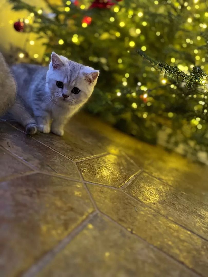 Kätzchen Sally Weiß (BKH)