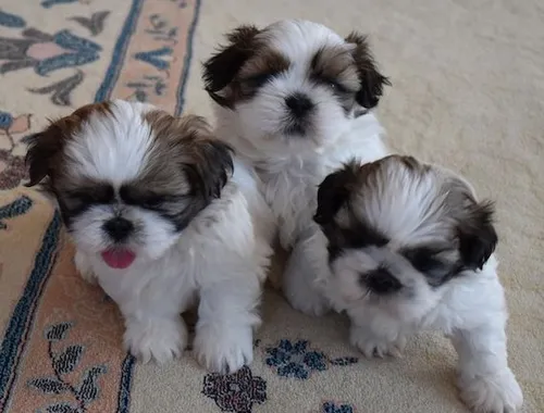 männliche und weibliche Shih Tzu-Welpen. ,,