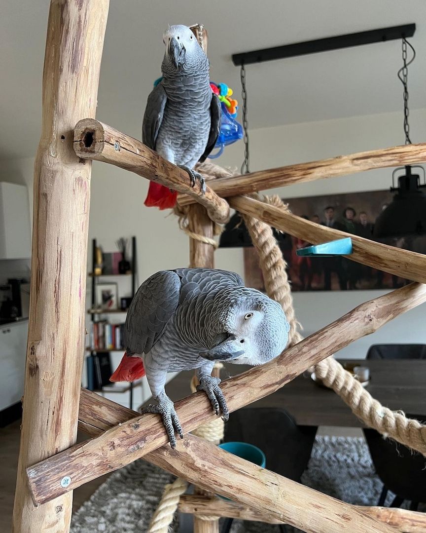 Wunderschöne, von Hand aufgezogene Graupapageien. Wunderschöne, von Hand aufgezogene Graupapageien.