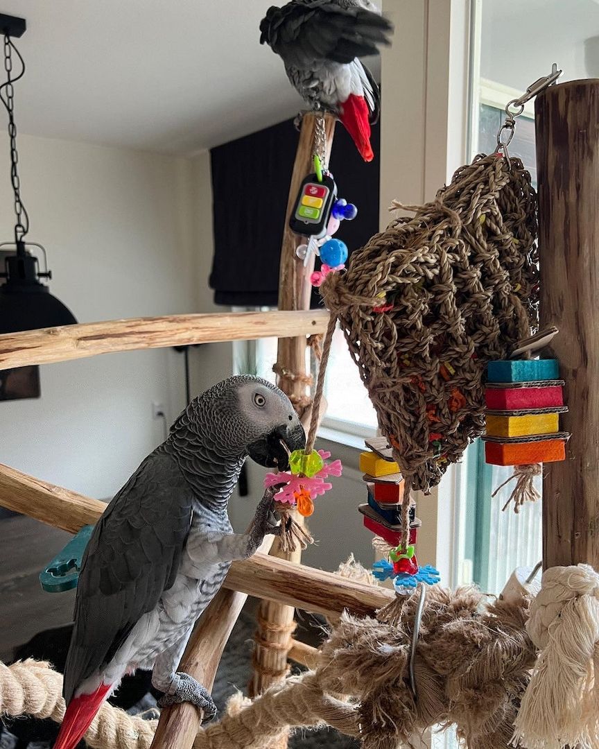 Wunderschöne, von Hand aufgezogene Graupapageien. Wunderschöne, von Hand aufgezogene Graupapageien.