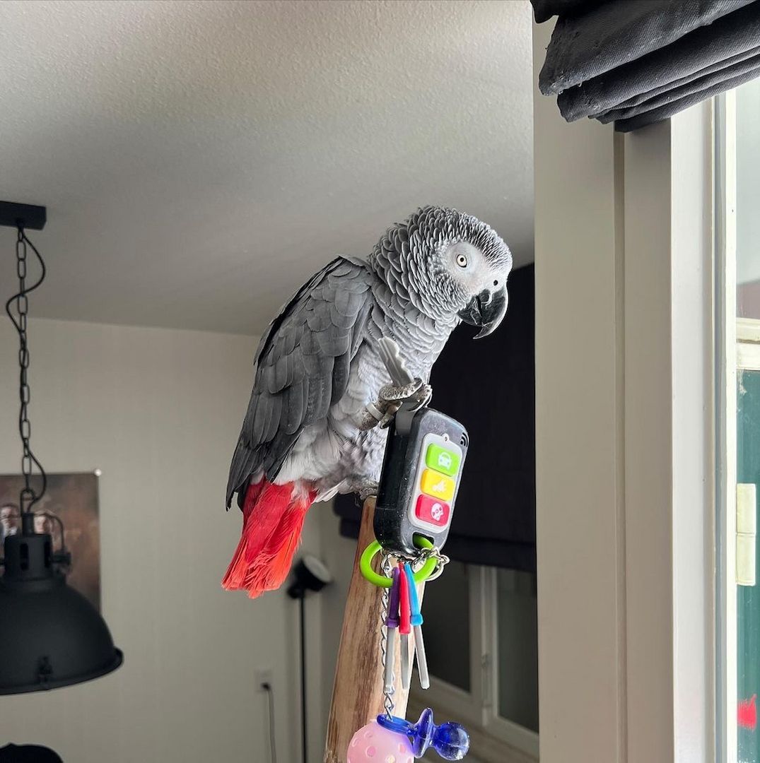 Wunderschöne, von Hand aufgezogene Graupapageien. Wunderschöne, von Hand aufgezogene Graupapageien.