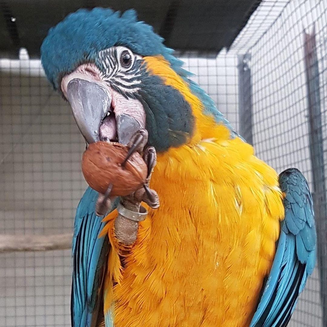 Paar Blaue und Goldene Aras.