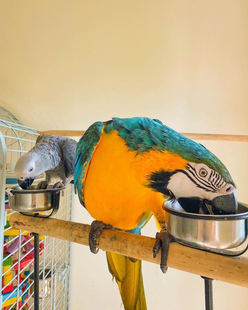 Paar Blaue und Goldene Aras.