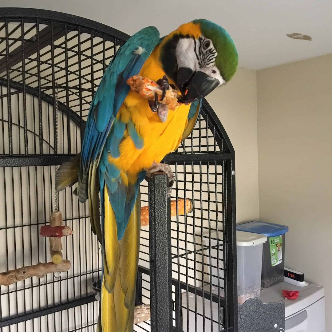 Paar Blaue und Goldene Aras.