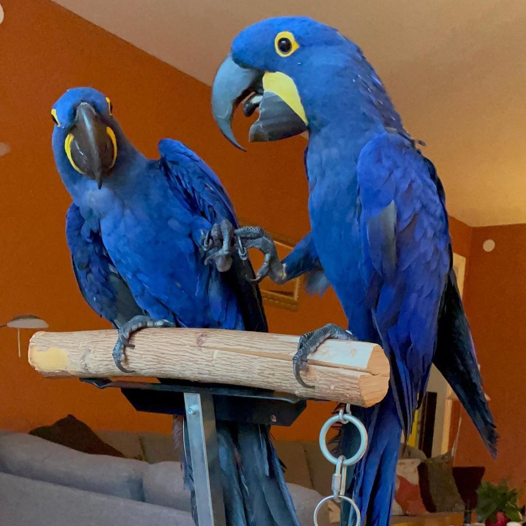 Hyazinth-Ara-Papageien suchen ein neues Zuhause.