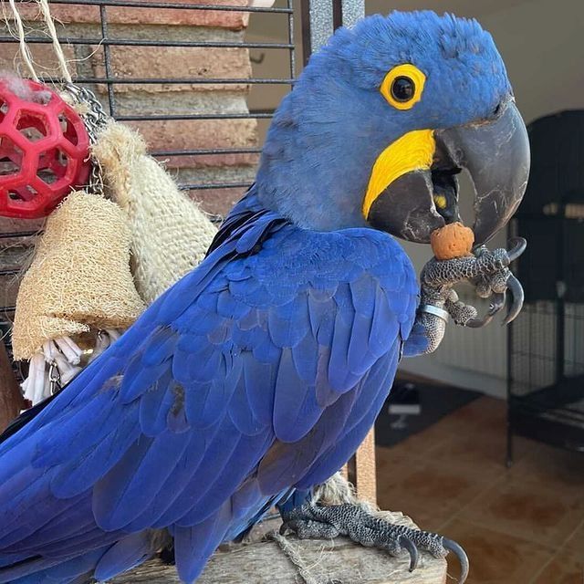 Wunderschönes Paar Hyazinth-Aras.