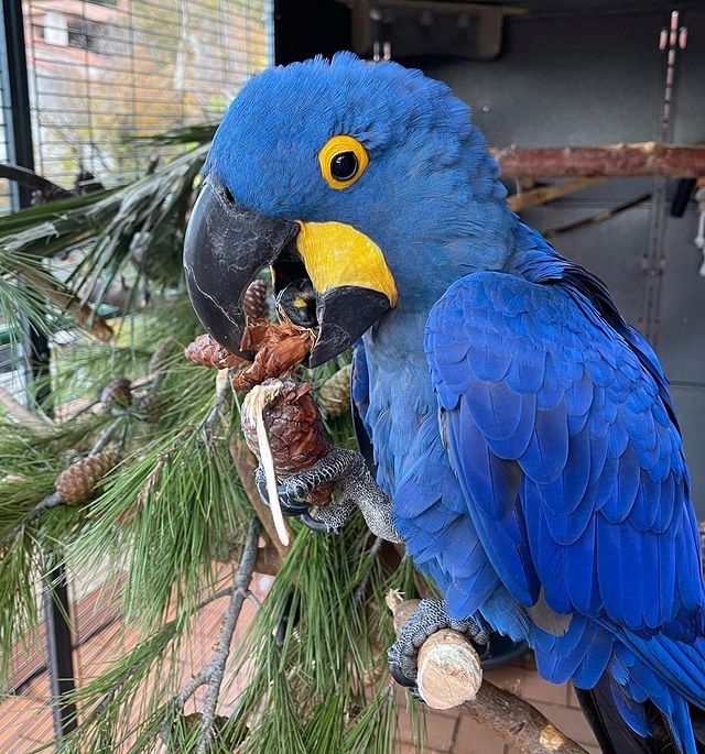 Wunderschönes Paar Hyazinth-Aras.