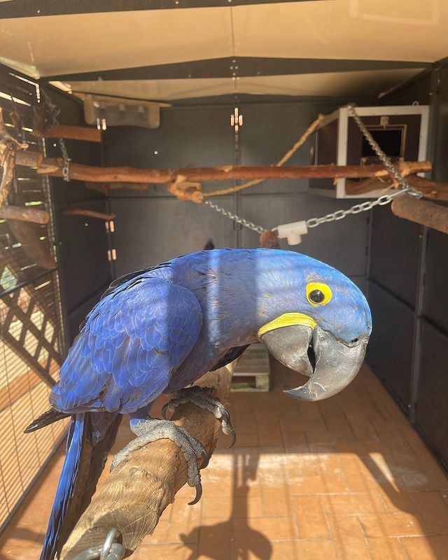 Wunderschönes Paar Hyazinth-Aras.