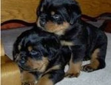 Rottweilerwelpen