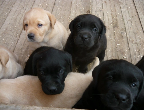 Wunderschöne Labradorwelpen mit Papieren